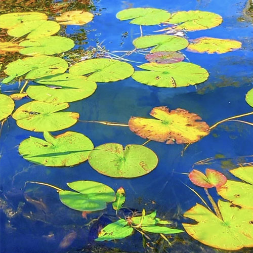 Sandra J. Ebling-Maggio